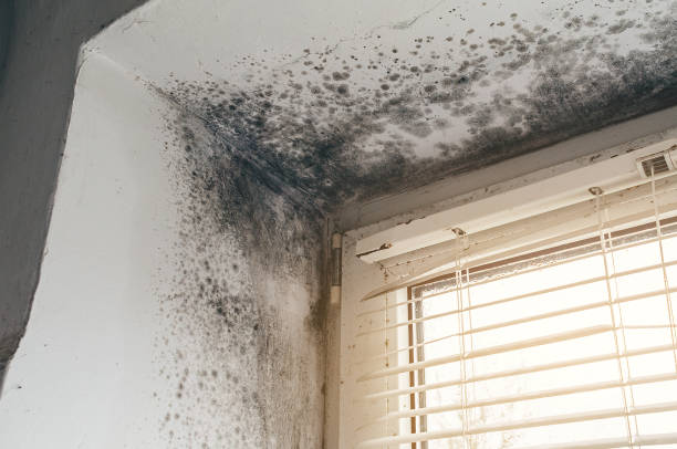 Affordable Mold Cleanup solutions in Saint Francis, MN